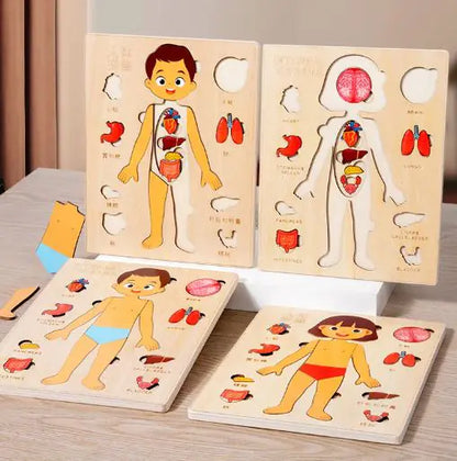 Child's Anatomy Puzzle Set